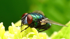 Schmeißfliege (1).jpg